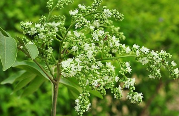ขี้หนอน (flower)