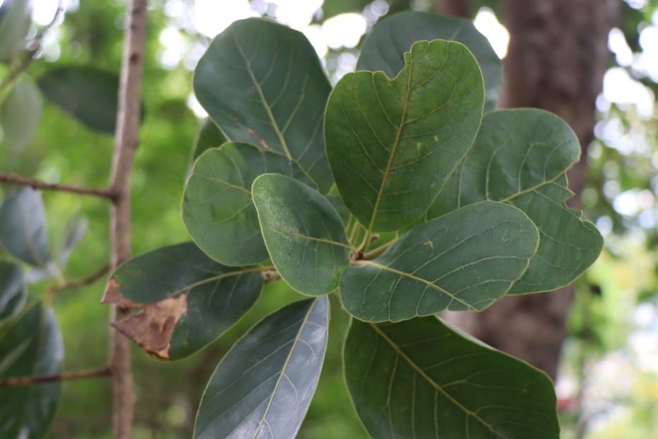 หมีเหม็น (leaf)