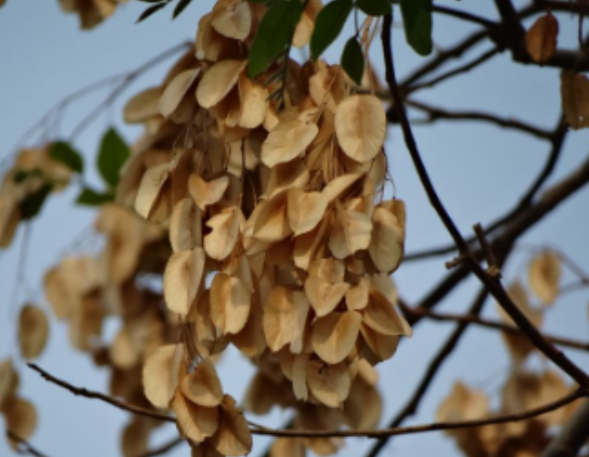 ขี้หนอน (dry-fruit)