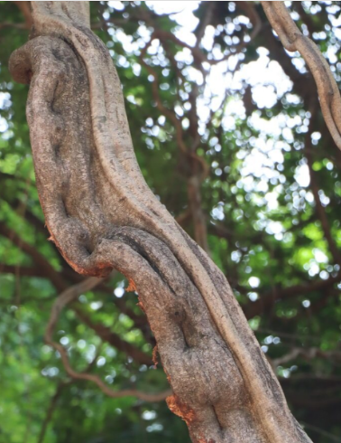 กระไดลิง (trunk)