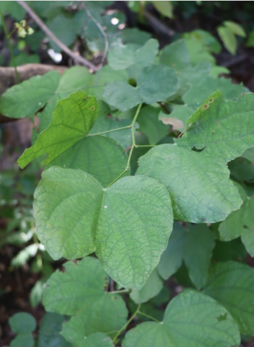 กระไดลิง (leaf)