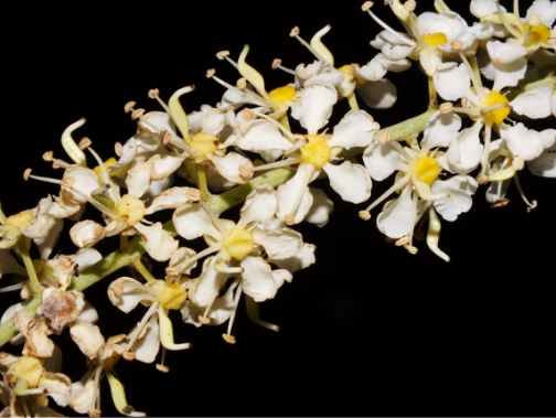 กระไดลิง (flower)