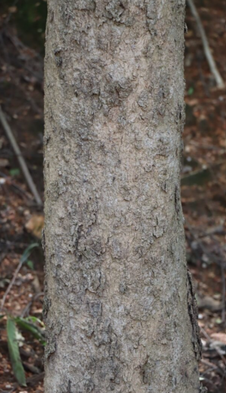 กาสามปีก (trunk)