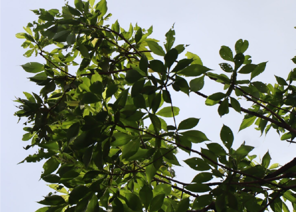 กาสามปีก (leaf)