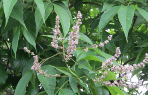 กาสามปีก (flower)