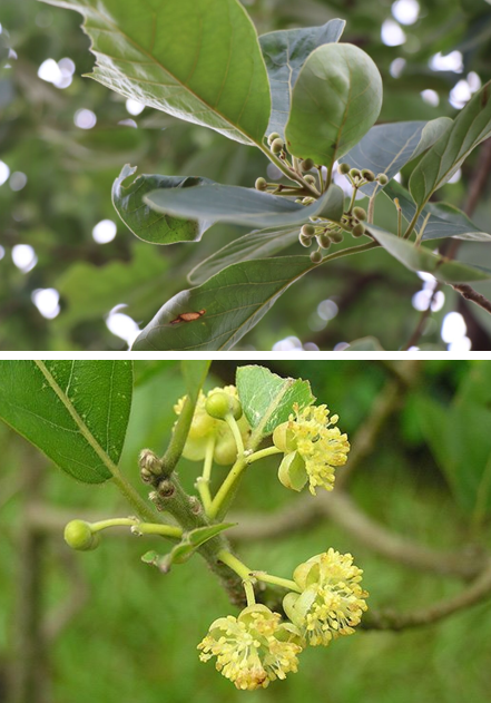 หมีเหม็น (flower)