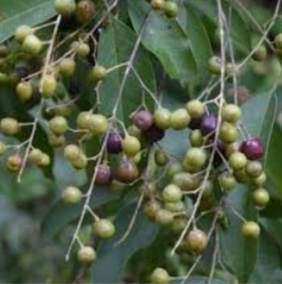 กาสามปีก (seed)