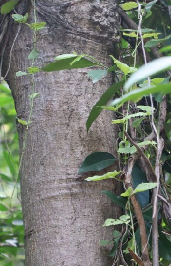 มะกอกป่า (trunk)