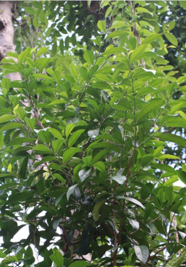มะกอกป่า (leaf)