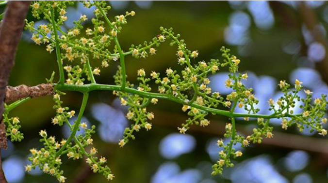 มะกอกป่า (flower)