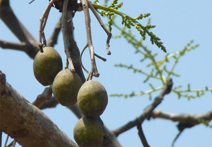 มะกอกป่า (fruit)