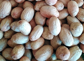 มะกอกป่า (seed)