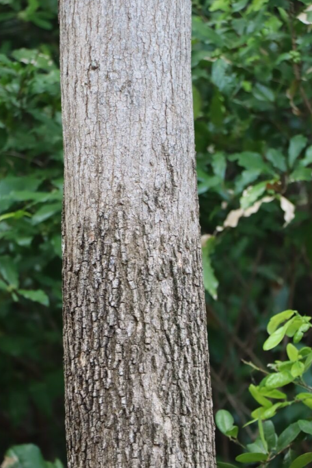 ประดู่ป่า (trunk)