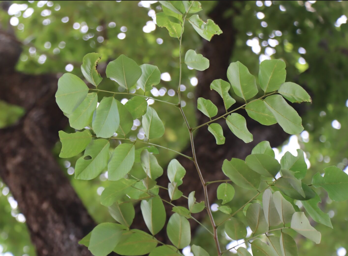 ประดู่ป่า (leaf)