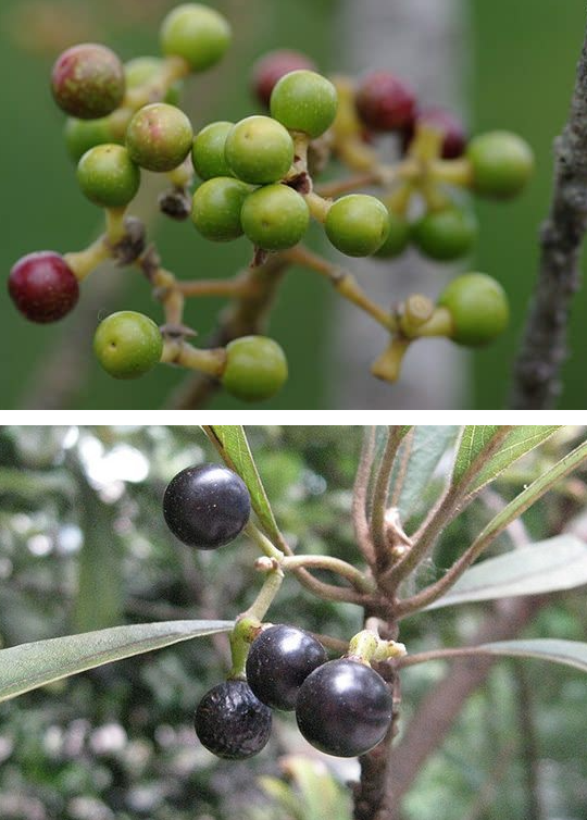 หมีเหม็น (fruit)