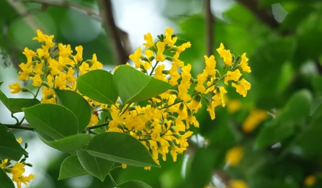 ประดู่ป่า (flower)