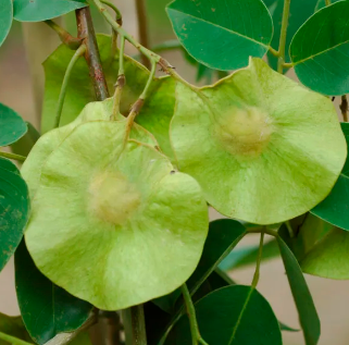 ประดู่ป่า (fruit)