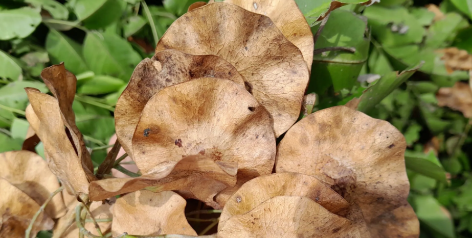 ประดู่ป่า (dry-fruit)