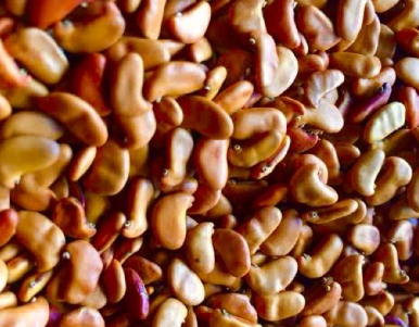 ประดู่ป่า (seed)