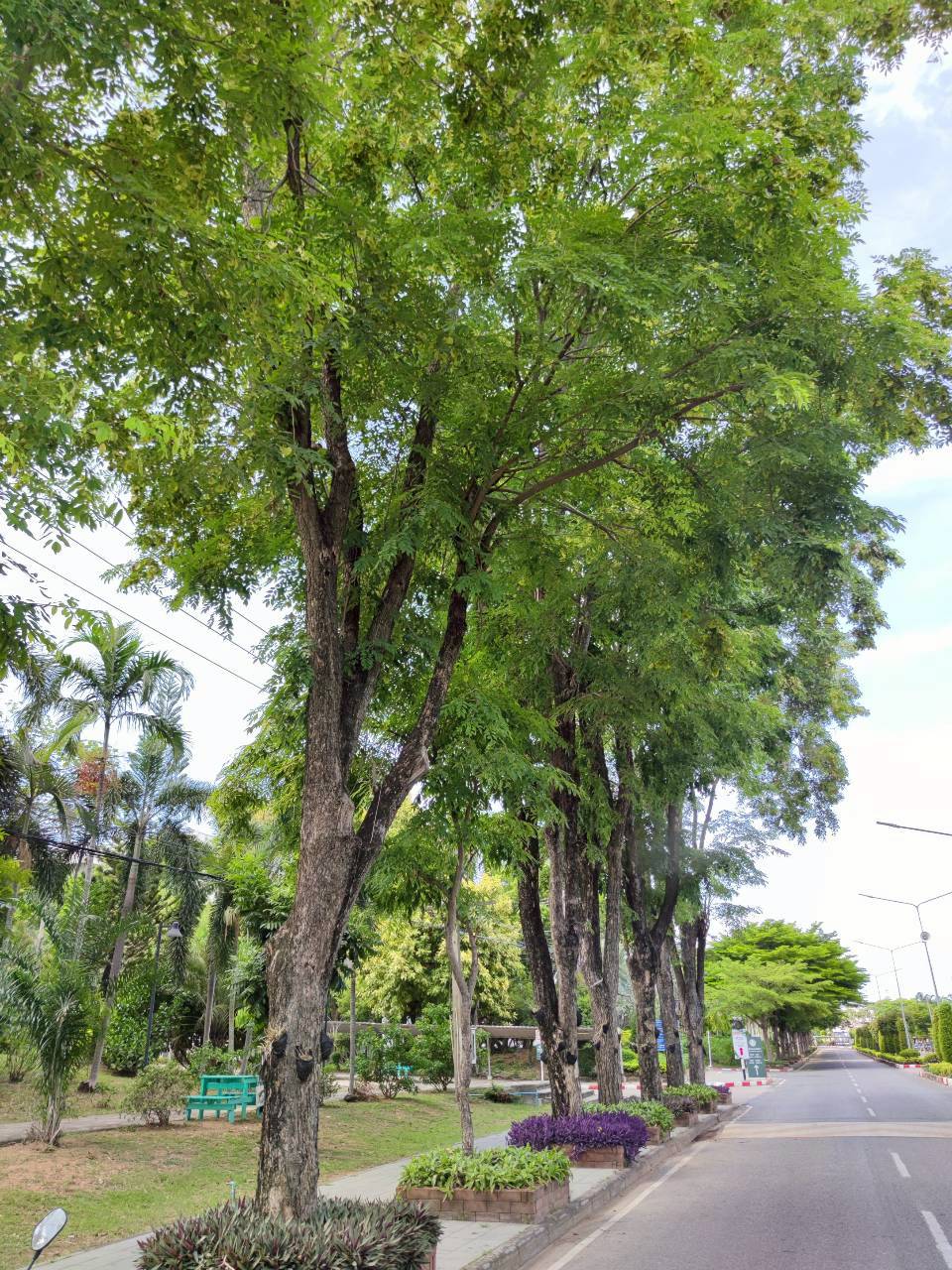ประดู่ป่า (main)