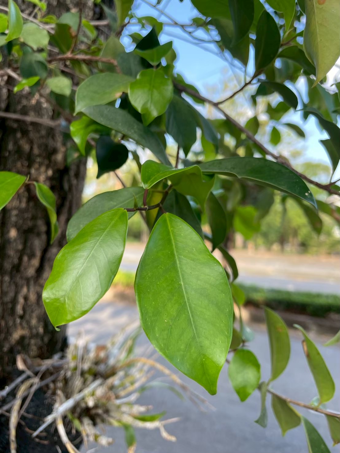 ประดู่ป่า (leaf)