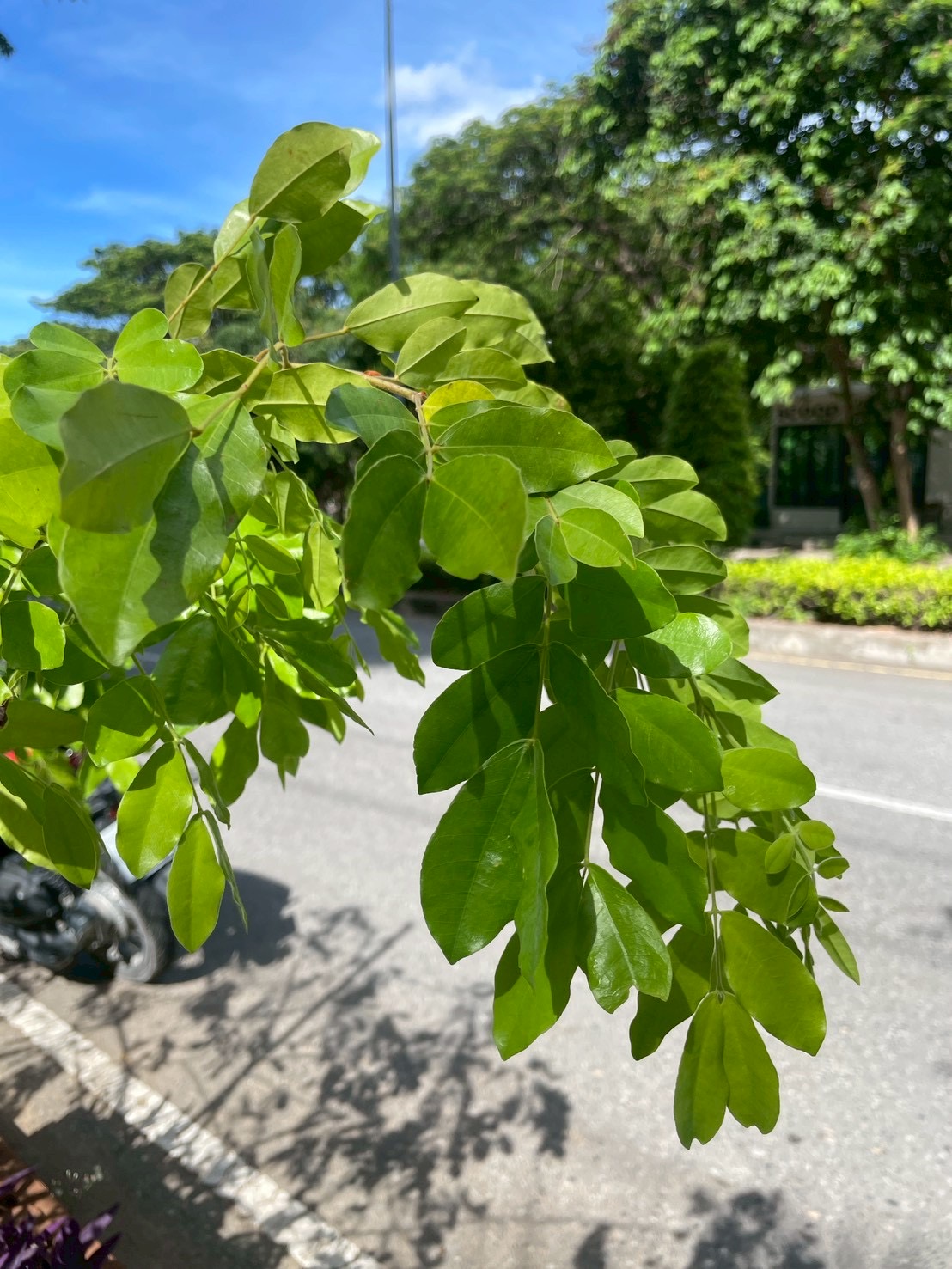 ประดู่ป่า (leaf)