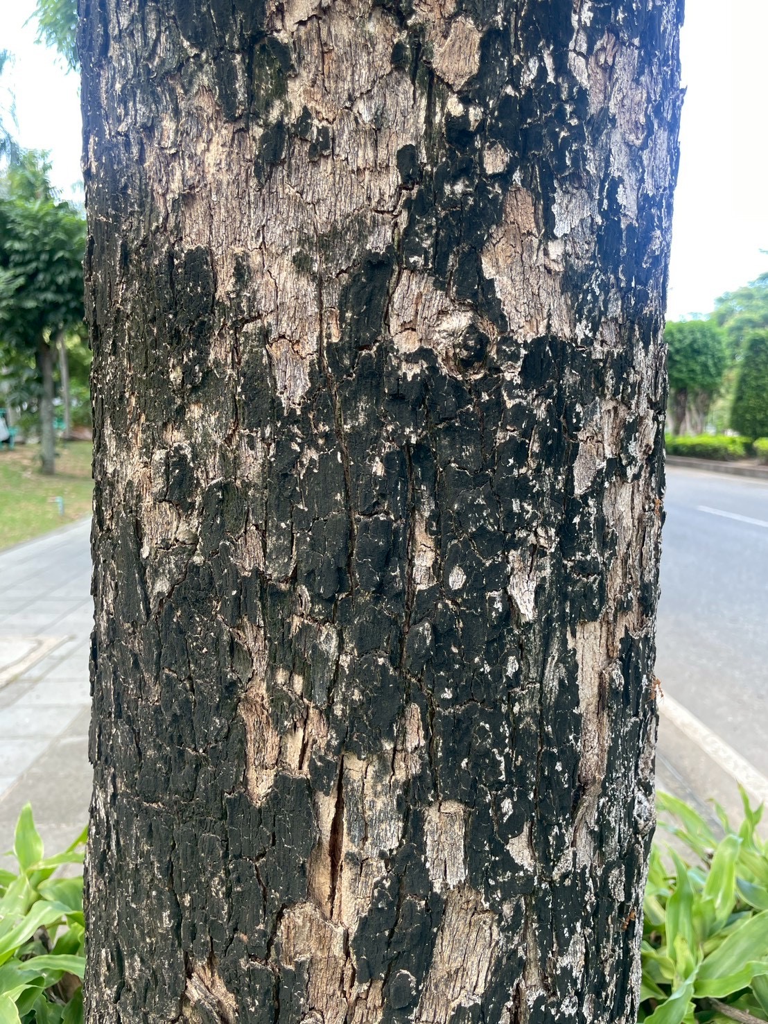 ประดู่ป่า (trunk)