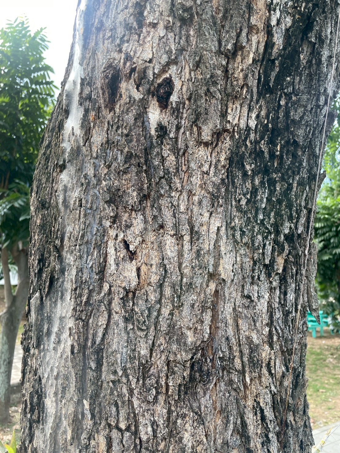 ประดู่ป่า (trunk)