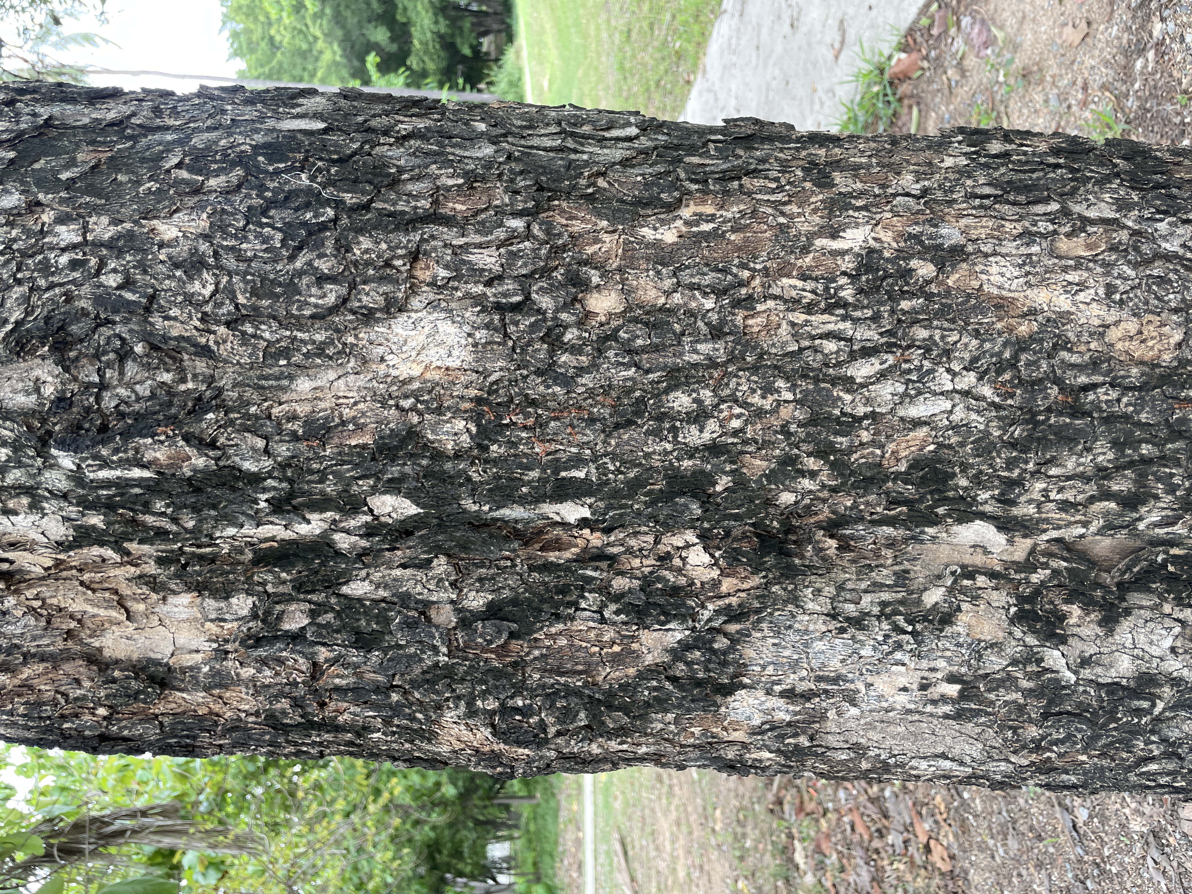 ประดู่ป่า (trunk)
