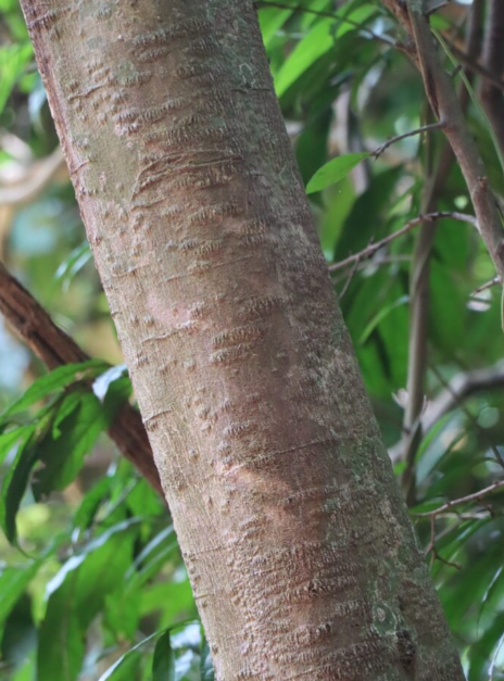 คำแสด (trunk)