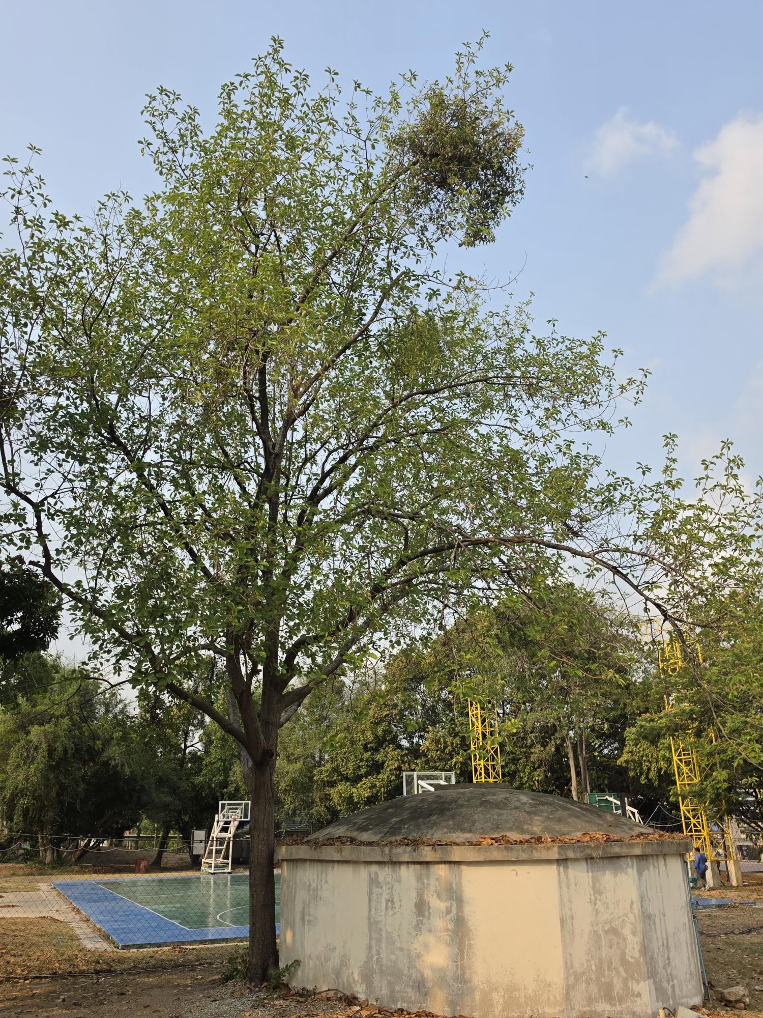หมีเหม็น (main)