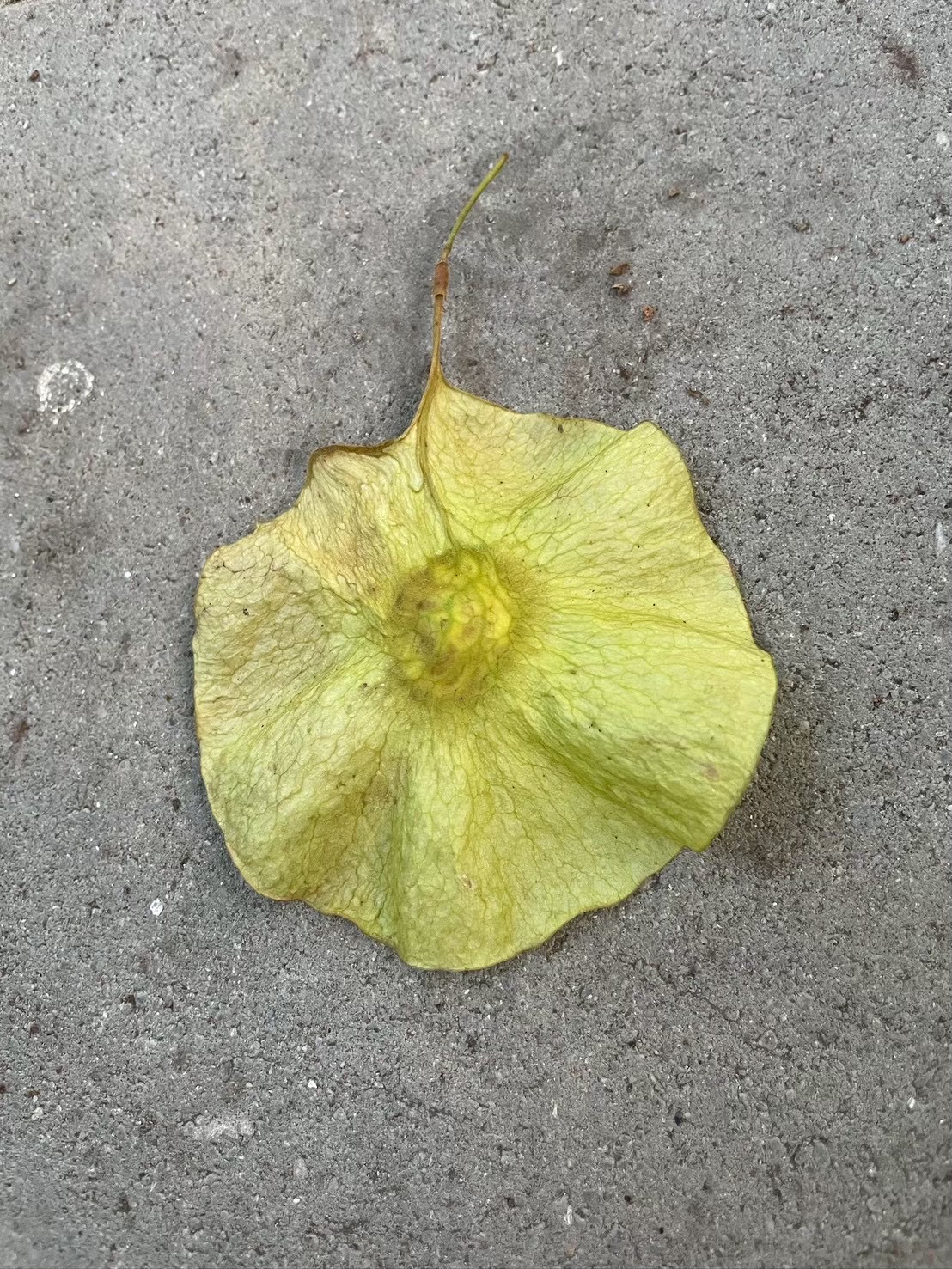 ประดู่ป่า (fruit)