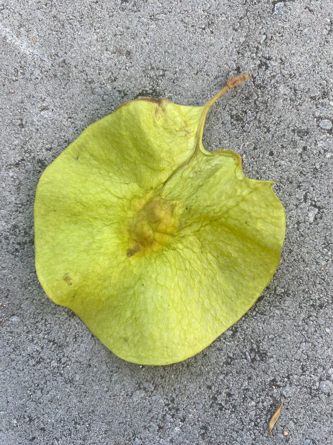 ประดู่ป่า (fruit)
