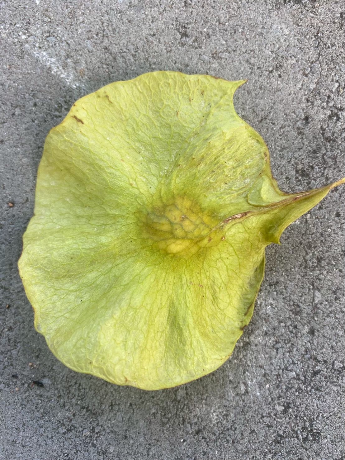 ประดู่ป่า (fruit)