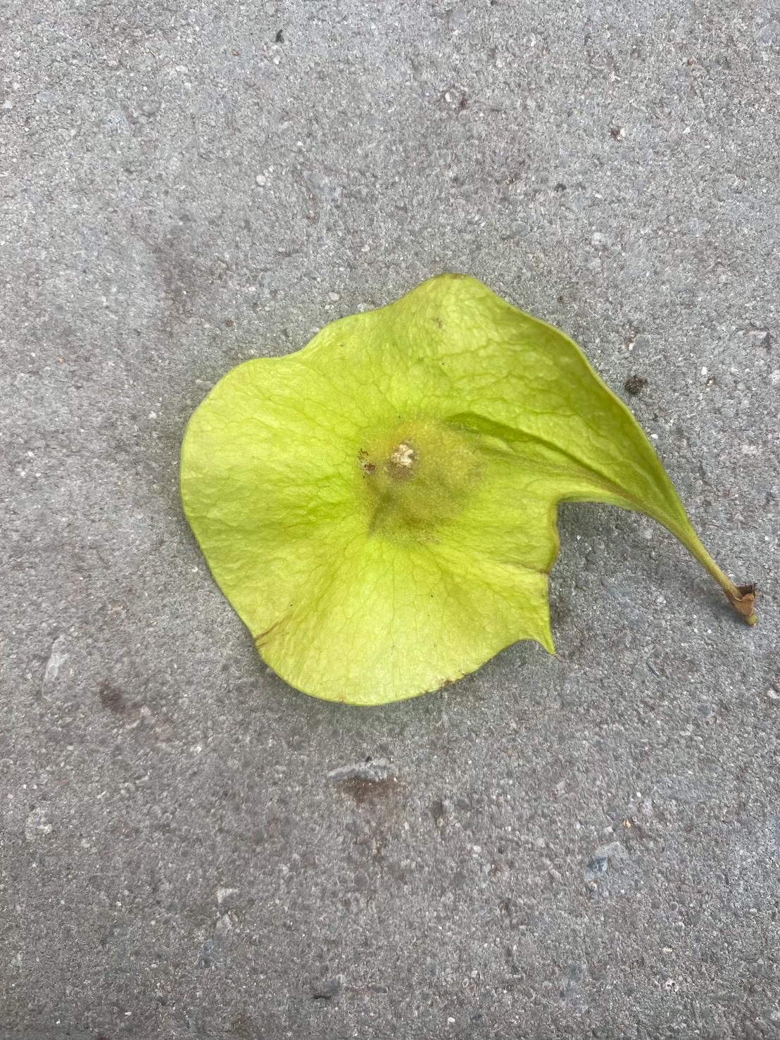 ประดู่ป่า (fruit)