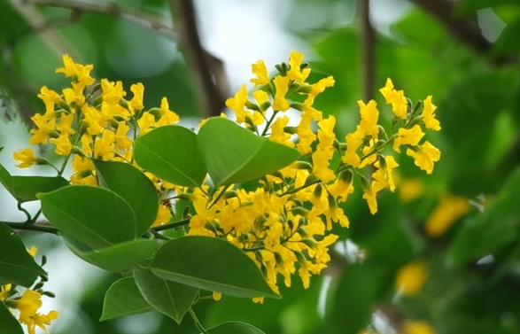 ประดู่ป่า (flower)