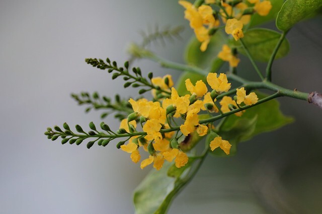 ประดู่ป่า (flower)