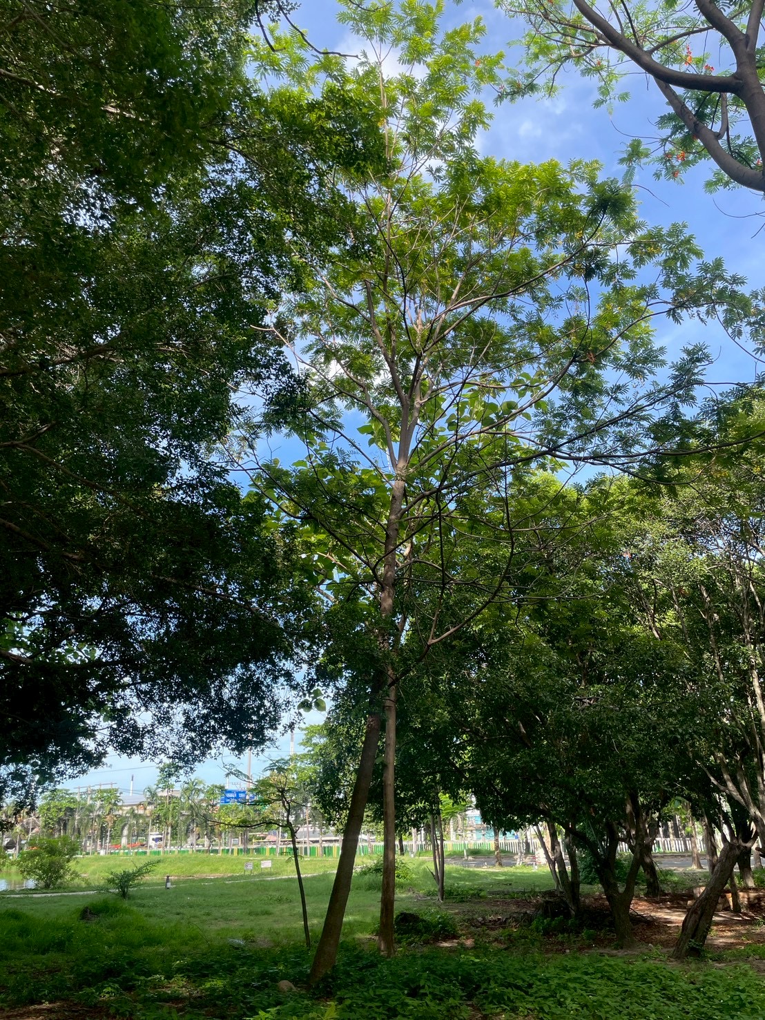 อะราง
