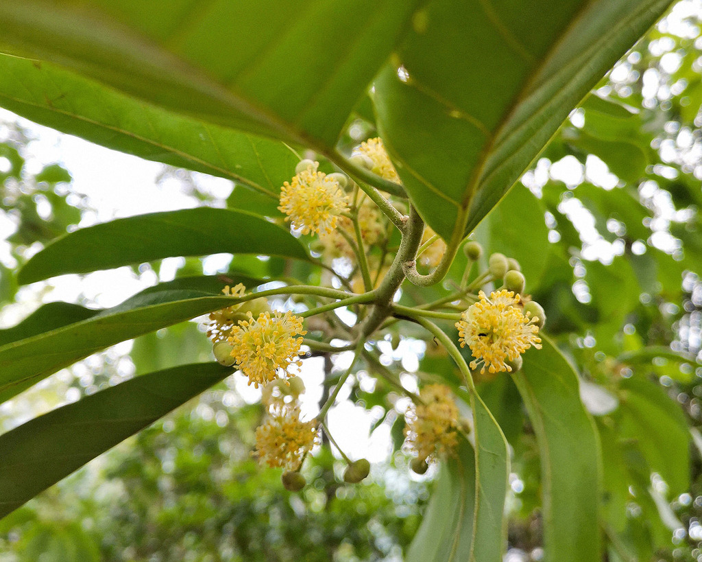 หมีเหม็น (flower)