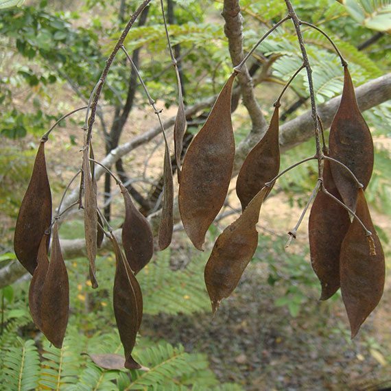 อะราง (fruit)