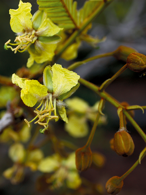 อะราง (flower)