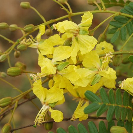 อะราง (flower)