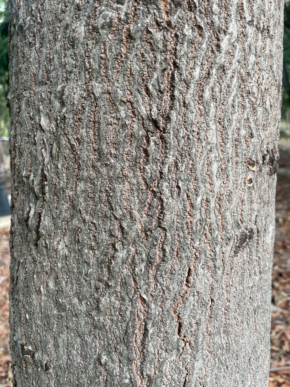 อะราง (trunk)
