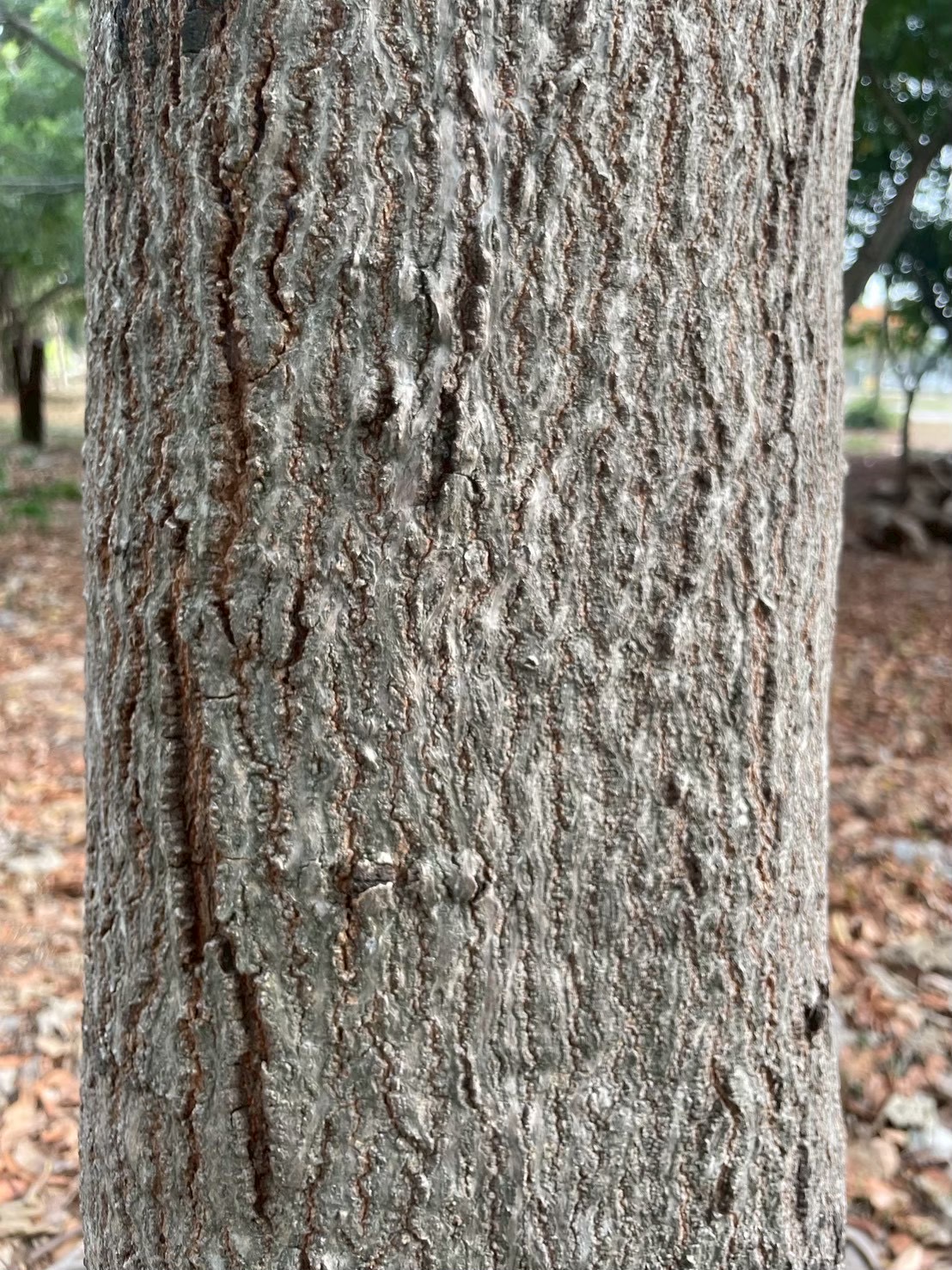 อะราง (trunk)