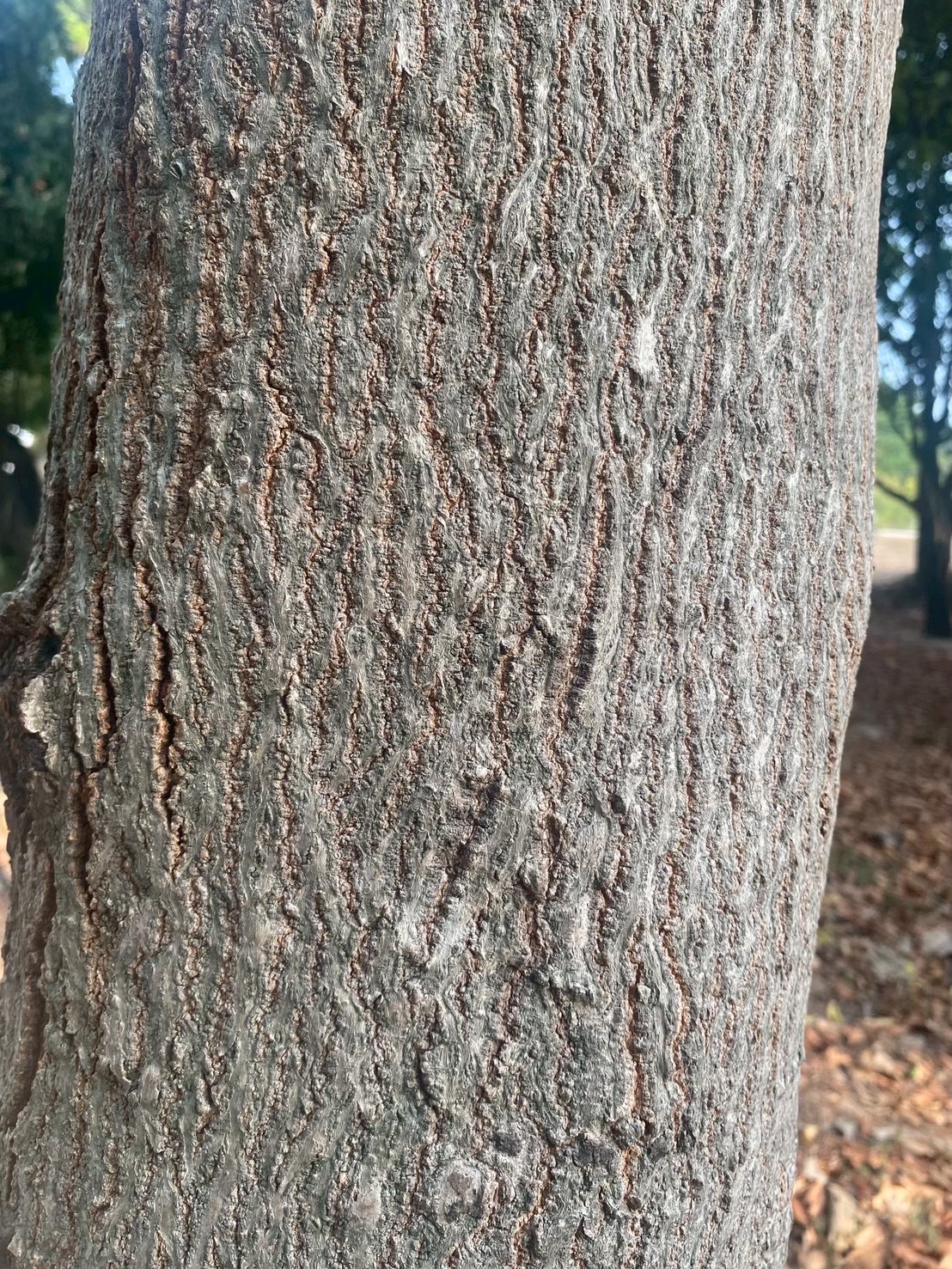 อะราง (trunk)