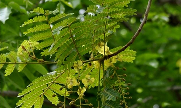 อะราง (leaf)