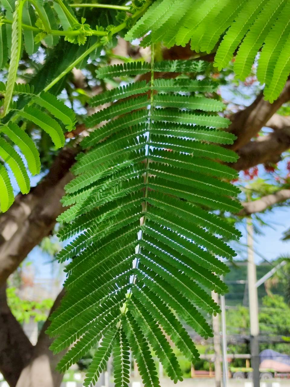 หางนกยูงฝรั่ง (leaf)