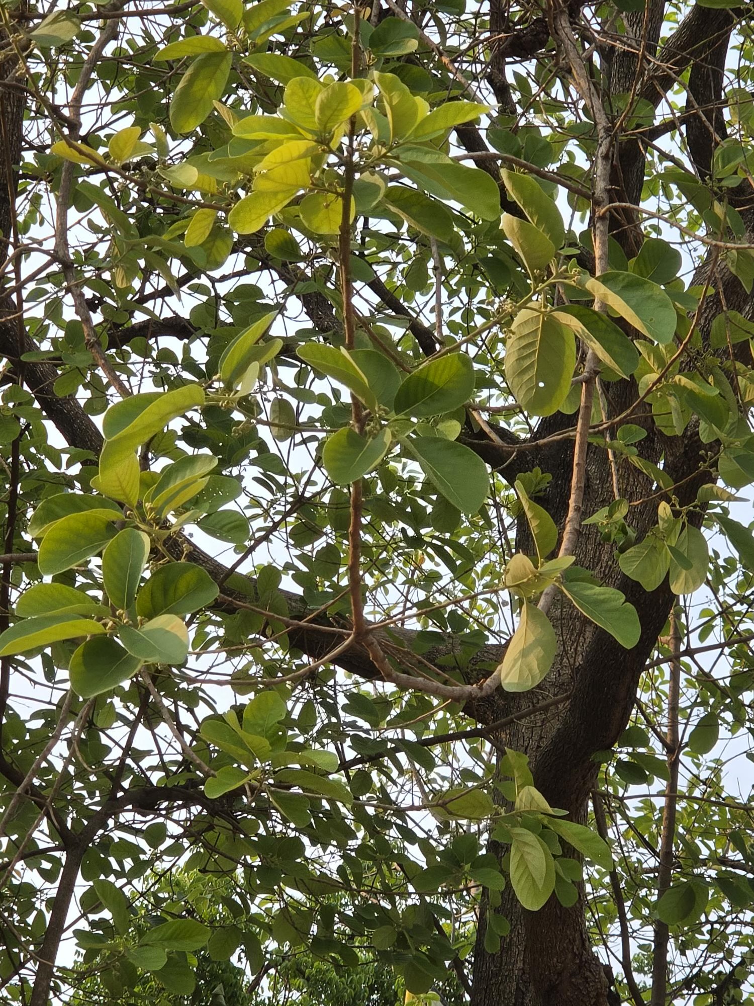 หมีเหม็น (leaf)