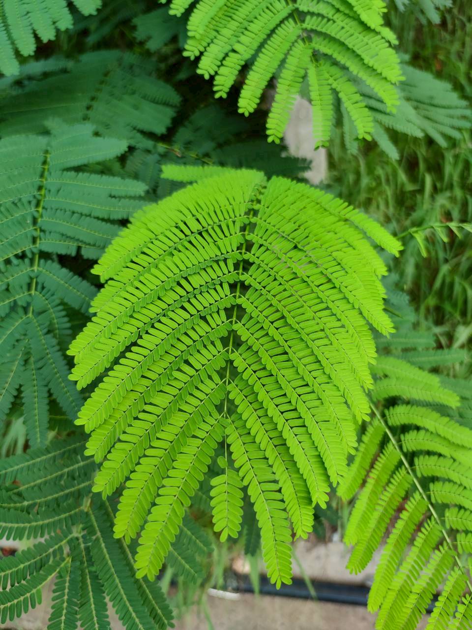หางนกยูงฝรั่ง (leaf)