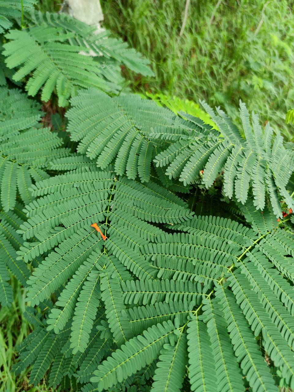 หางนกยูงฝรั่ง (leaf)